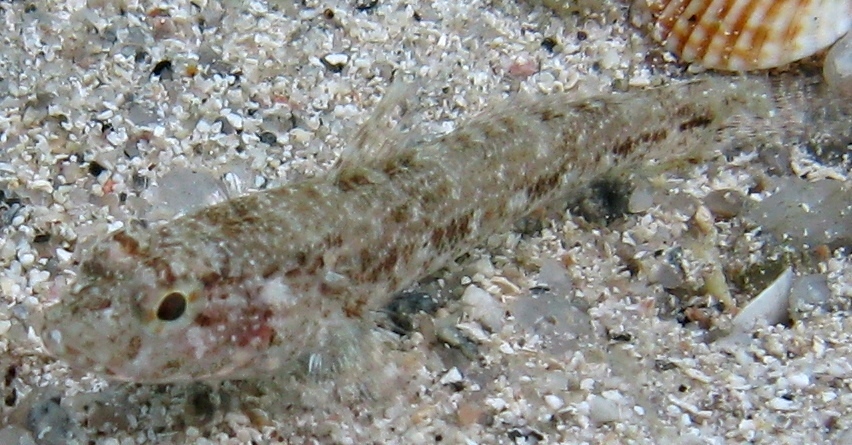 juvenile di Gobius cruentatus e di Gobius geniporus