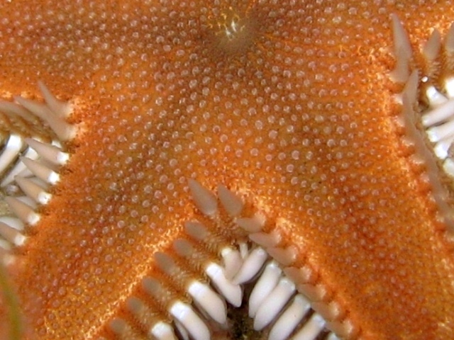 Astropecten platyacanthus (Philippi, 1837)