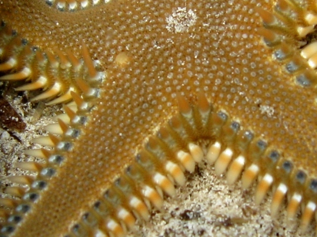 Astropecten platyacanthus (Philippi, 1837)