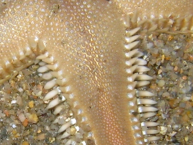 Astropecten platyacanthus (Philippi, 1837)