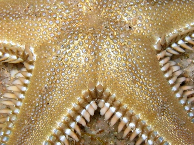 Astropecten platyacanthus (Philippi, 1837)