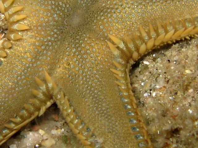 Astropecten platyacanthus (Philippi, 1837)
