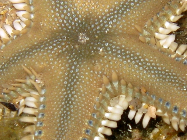 Astropecten platyacanthus (Philippi, 1837)