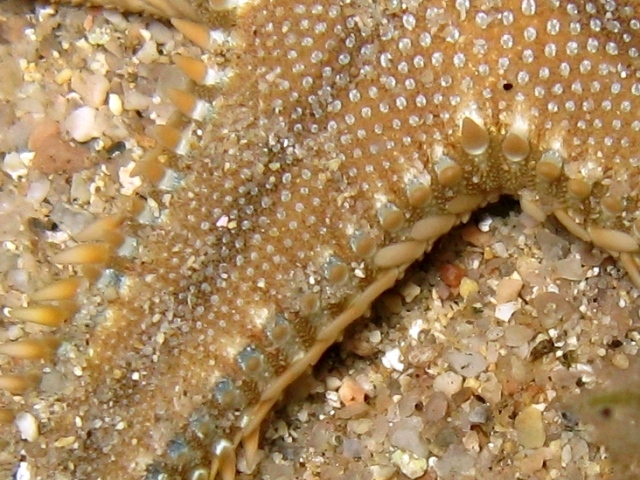 Astropecten platyacanthus (Philippi, 1837)