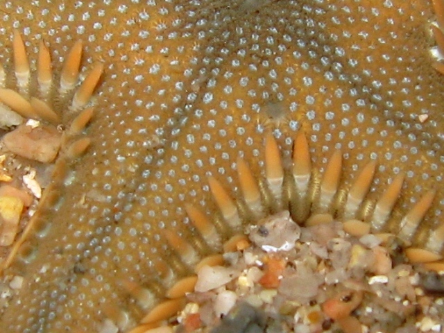 Astropecten platyacanthus (Philippi, 1837)