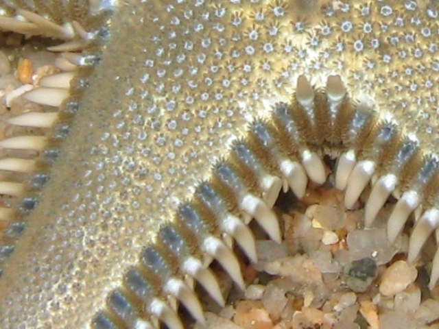 Astropecten platyacanthus (Philippi, 1837)