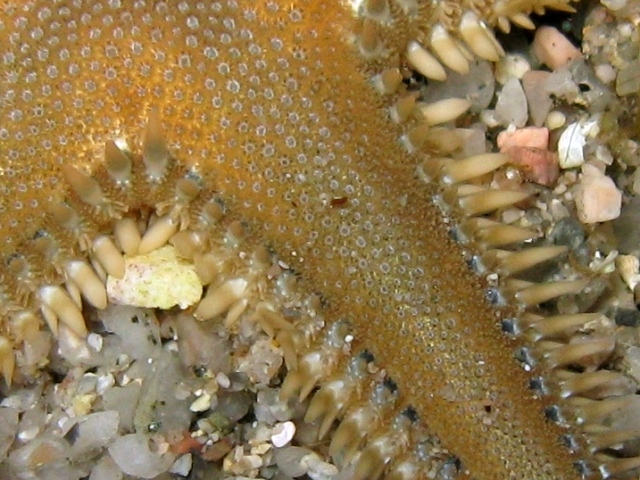 Astropecten platyacanthus (Philippi, 1837)