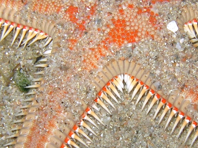 Astropecten aranciacus (Linnaeus, 1758)