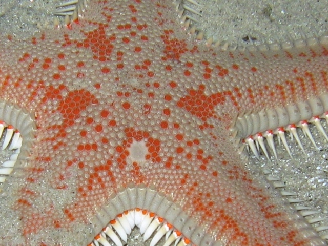 Astropecten aranciacus (Linnaeus, 1758)