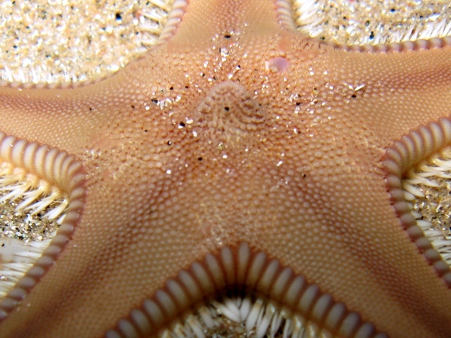 Astropecten irregularis (Pennant, 1777)