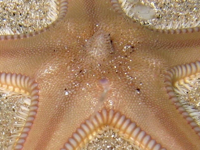 Astropecten irregularis (Pennant, 1777)