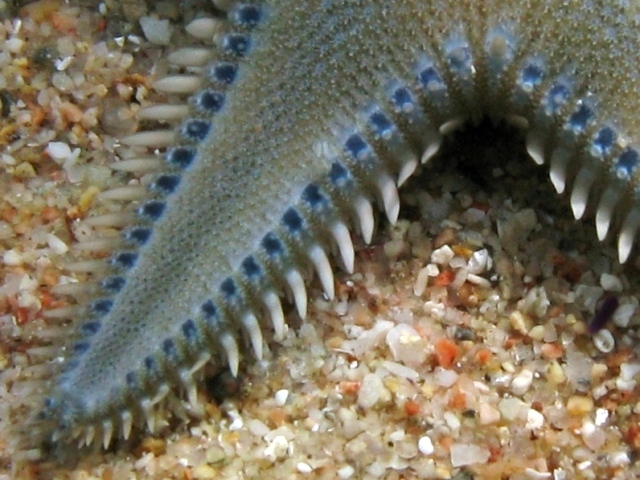 Astropecten platyacanthus (Philippi, 1837)