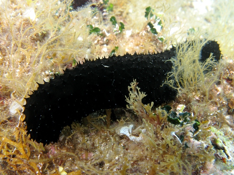 Confronti: Holothuria forskali, Holothuria poli, H. tubulosa
