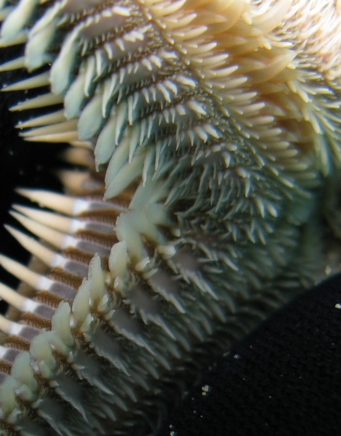 Astropecten bispinosus e Astropecten  platyacanthus