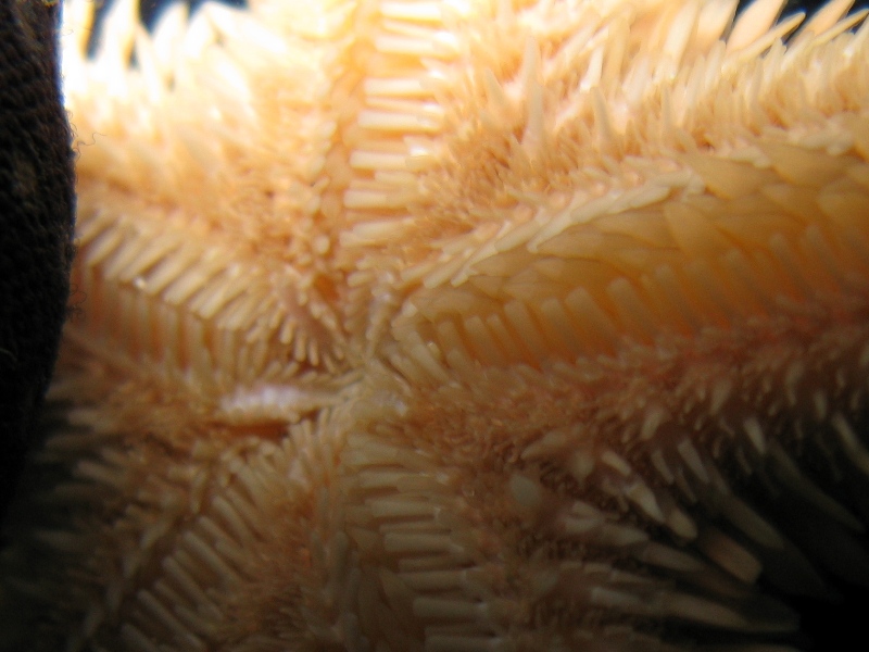 Astropecten bispinosus e Astropecten  platyacanthus