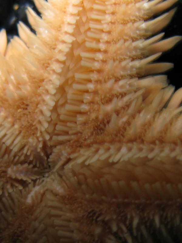 Astropecten bispinosus e Astropecten  platyacanthus
