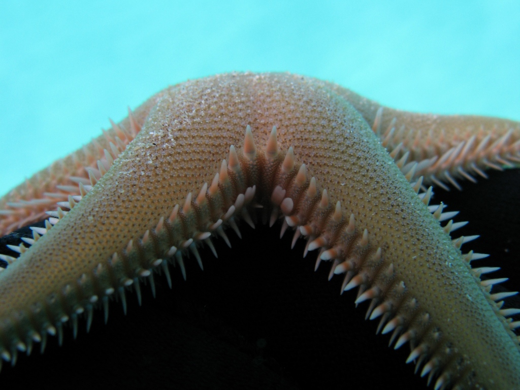 Astropecten bispinosus e Astropecten  platyacanthus