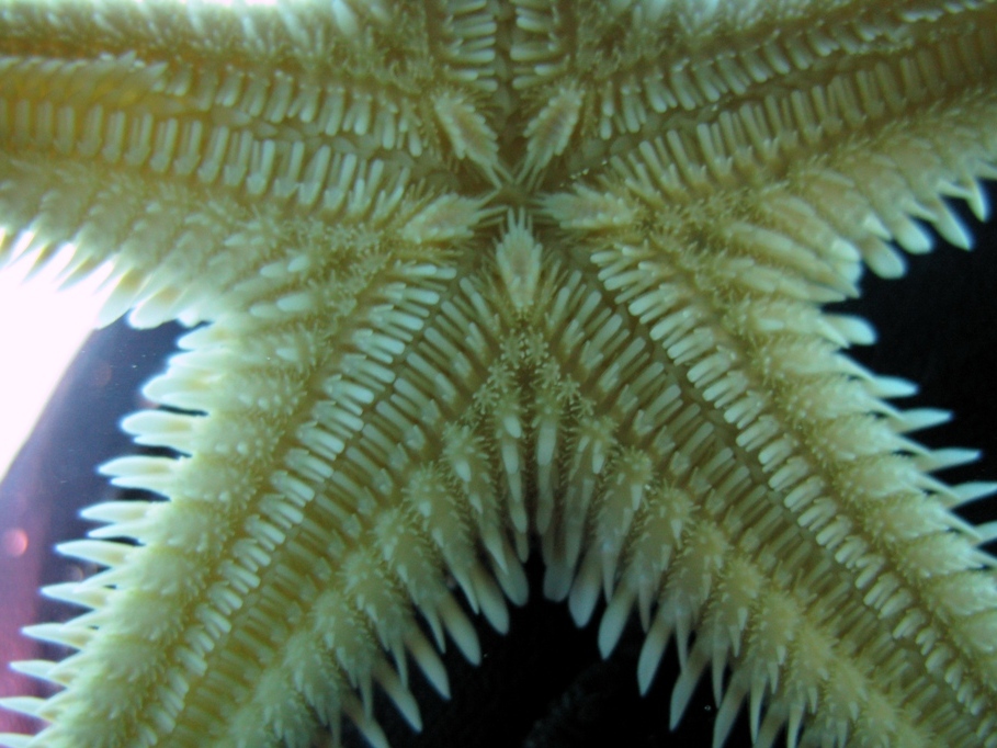 Astropecten bispinosus e Astropecten  platyacanthus