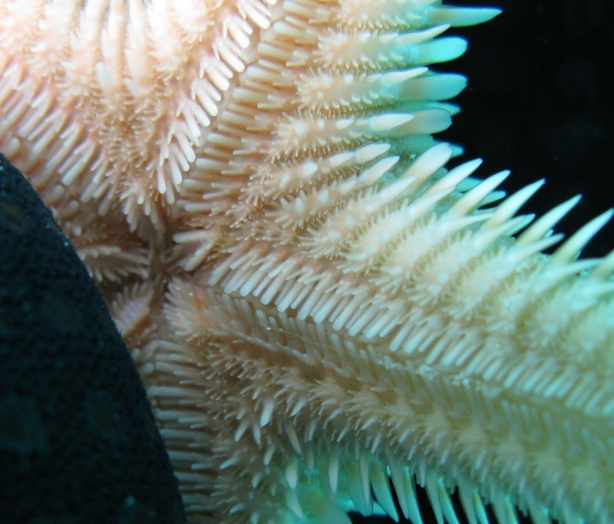 Astropecten bispinosus e Astropecten  platyacanthus