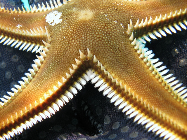 Astropecten bispinosus (Otto, 1823)