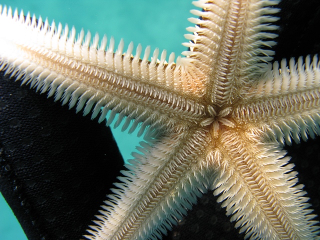 Astropecten bispinosus (Otto, 1823)