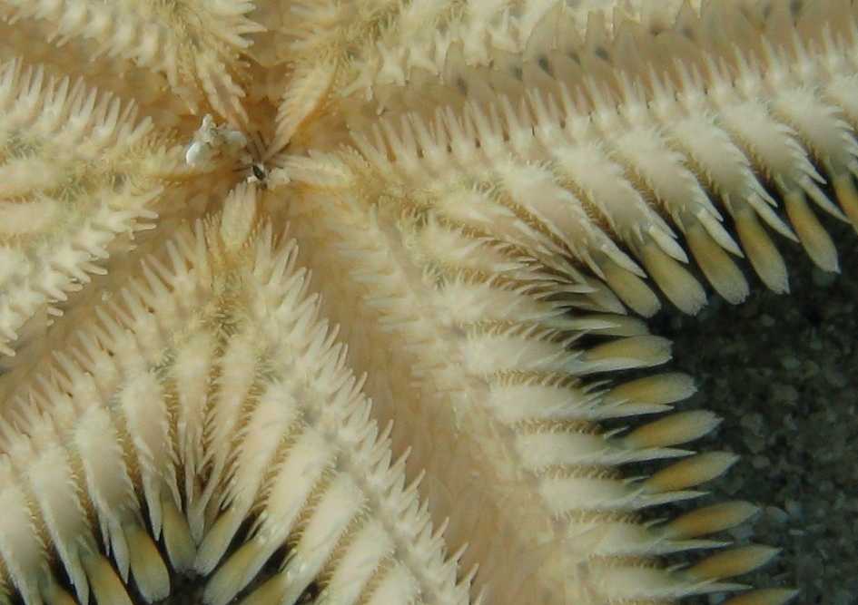 Astropecten bispinosus e Astropecten  platyacanthus