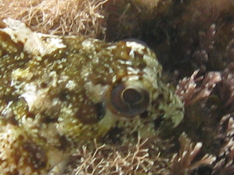 Lipophrys trigloides
