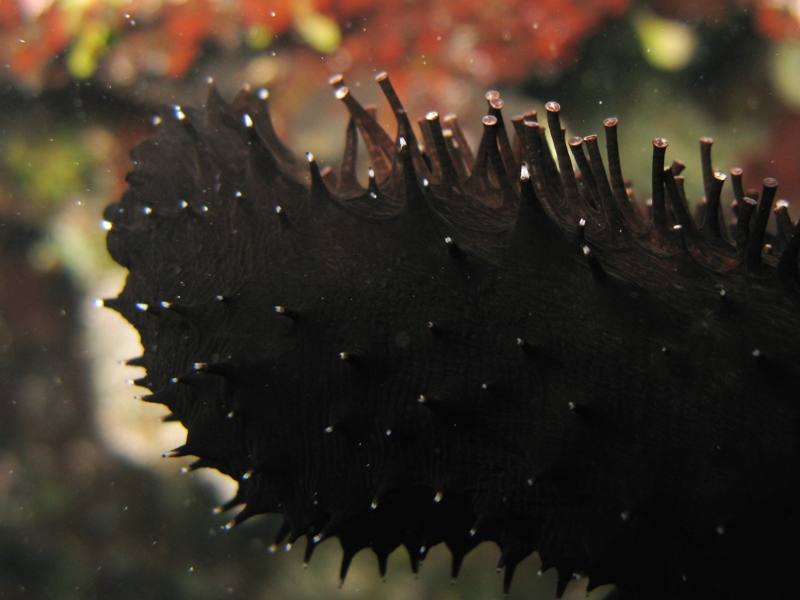 Confronti: Holothuria forskali, Holothuria poli, H. tubulosa