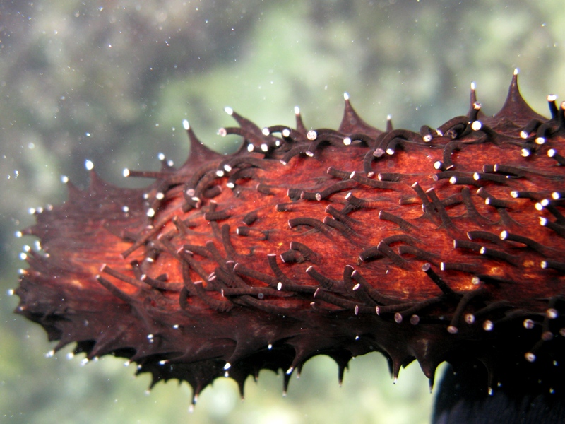 Confronti: Holothuria forskali, Holothuria poli, H. tubulosa