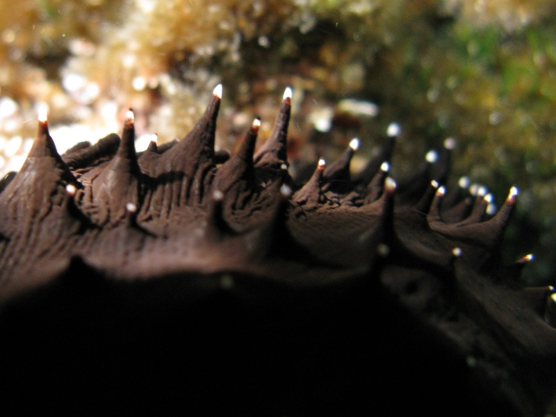 Confronti: Holothuria forskali, Holothuria poli, H. tubulosa
