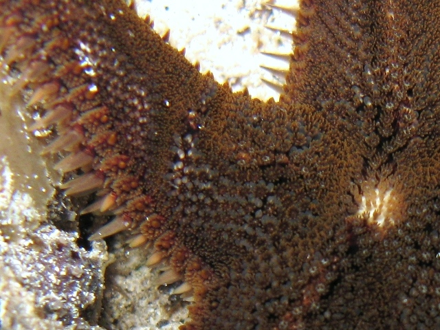 Astropecten spinulosus (Philippi, 1837)