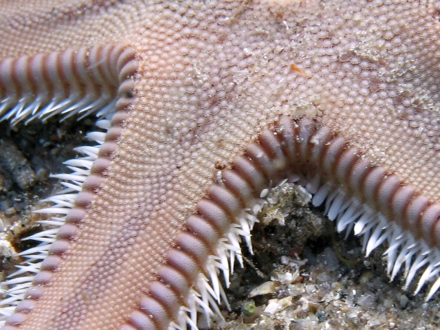 Astropecten irregularis (Pennant, 1777)