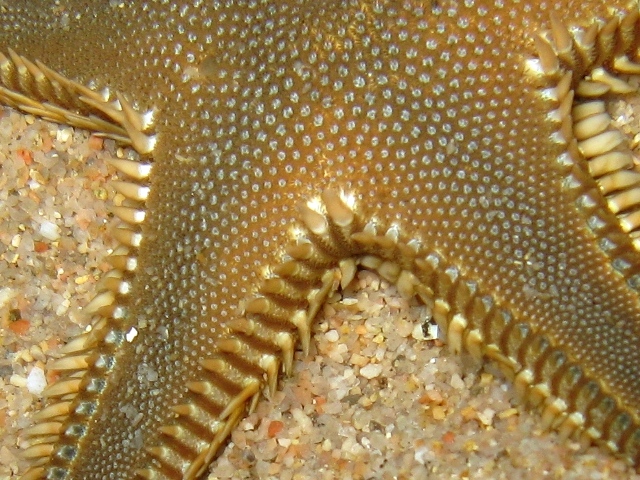 Astropecten platyacanthus (Philippi, 1837)