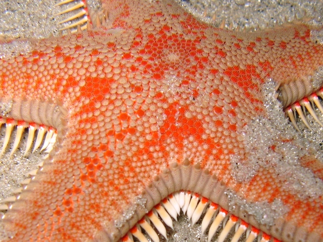 Astropecten aranciacus (Linnaeus, 1758)