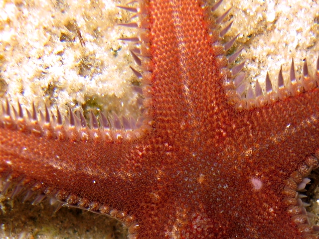 Astropecten spinulosus (Philippi, 1837)