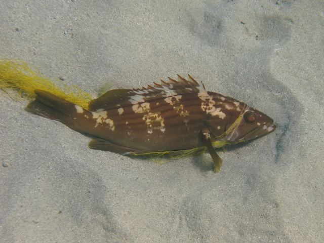 Epinephelus costae (Dotto o Cernia dorata)