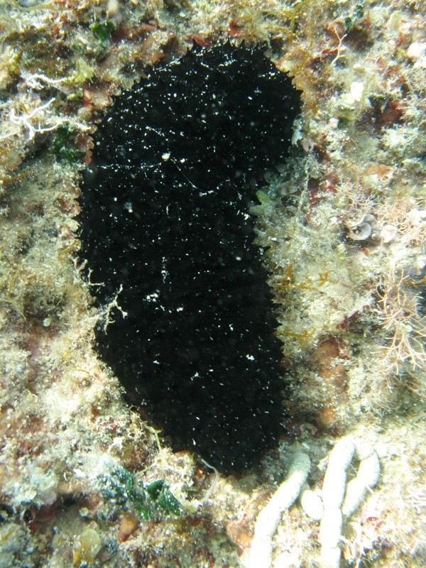 Confronti: Holothuria forskali, Holothuria poli, H. tubulosa