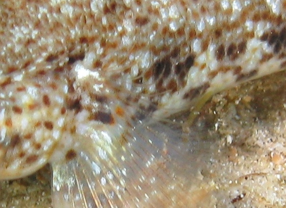 Gobius incognitus e Gobius paganellus
