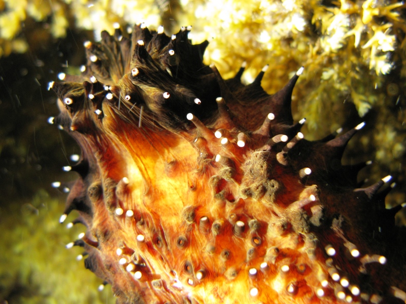 Confronti: Holothuria forskali, Holothuria poli, H. tubulosa