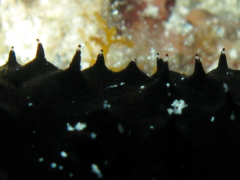 Confronti: Holothuria forskali, Holothuria poli, H. tubulosa