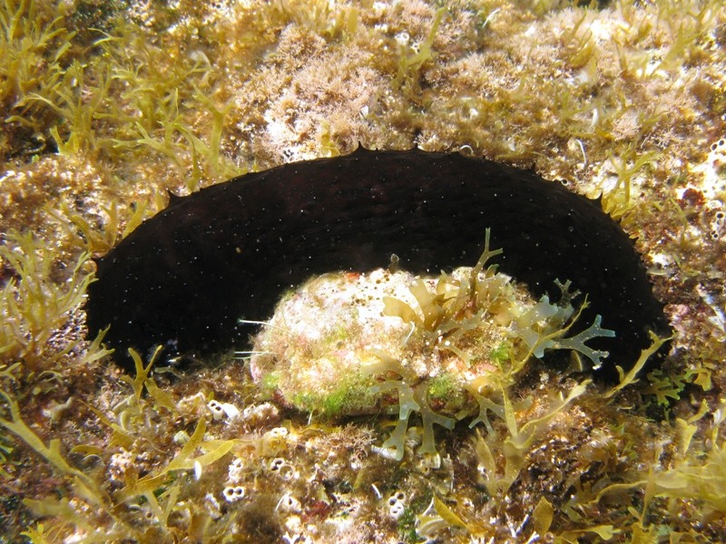 Confronti: Holothuria forskali, Holothuria poli, H. tubulosa