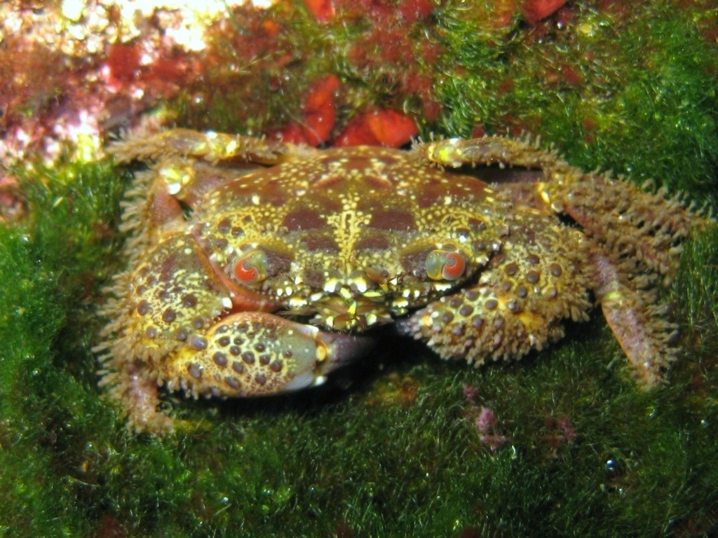Eriphia verrucosa e Pachygrapsus marmoratus