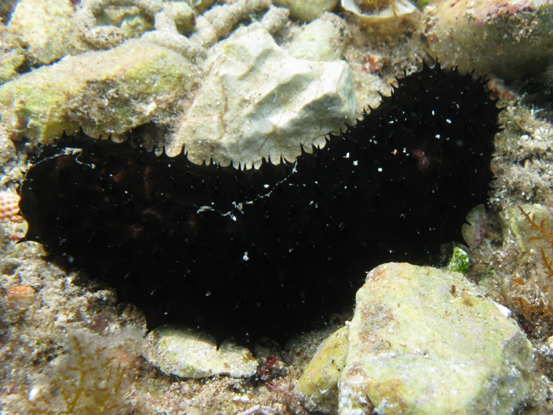 Confronti: Holothuria forskali, Holothuria poli, H. tubulosa