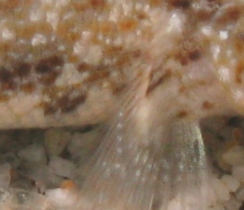 Gobius incognitus e Gobius paganellus