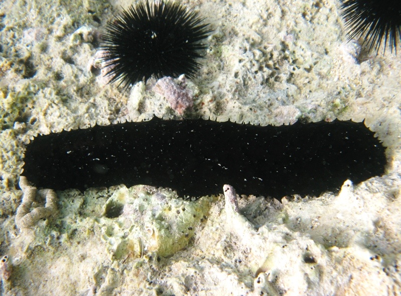 Confronti: Holothuria forskali, Holothuria poli, H. tubulosa