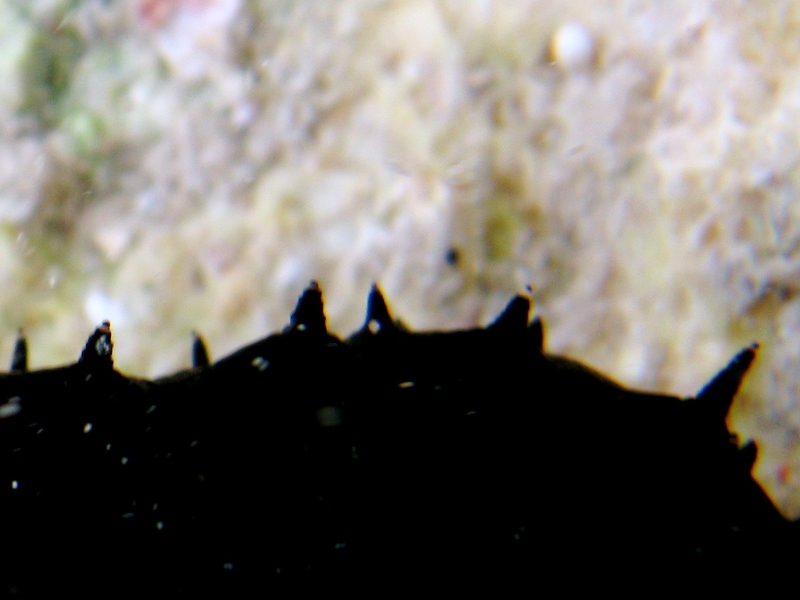 Confronti: Holothuria forskali, Holothuria poli, H. tubulosa