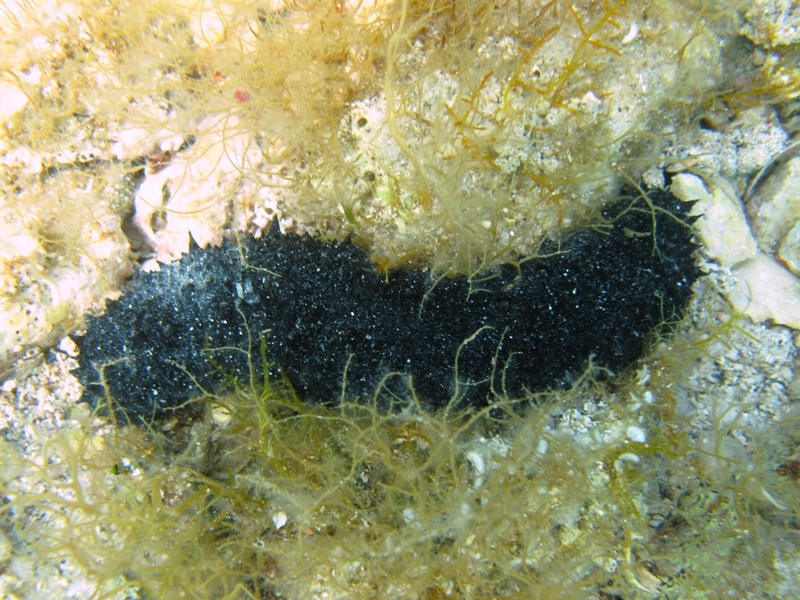 Confronti: Holothuria forskali, Holothuria poli, H. tubulosa