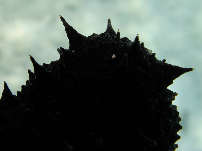 Confronti: Holothuria forskali, Holothuria poli, H. tubulosa
