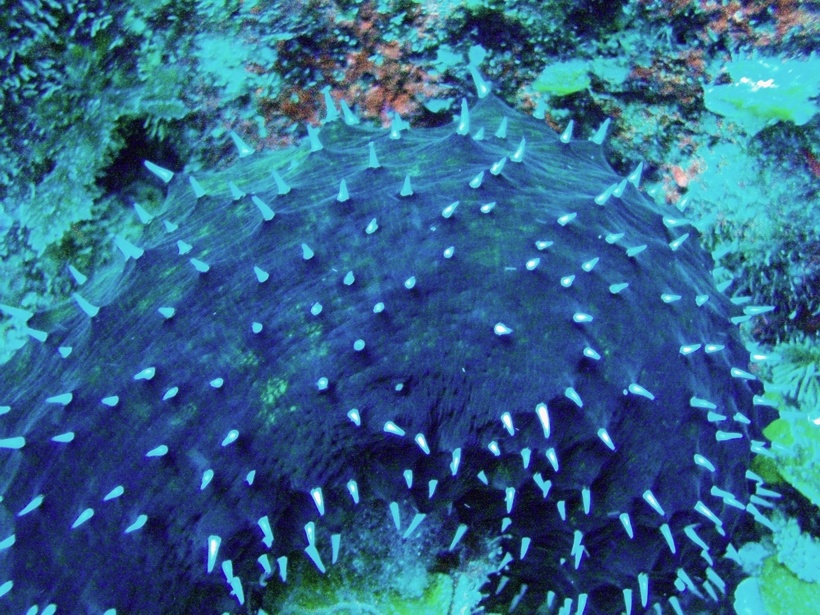 Holothuria forskali (Delle Chiaje, 1823)
