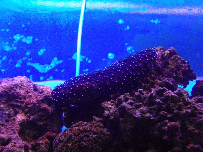 Holothuria forskali (Delle Chiaje, 1823)
